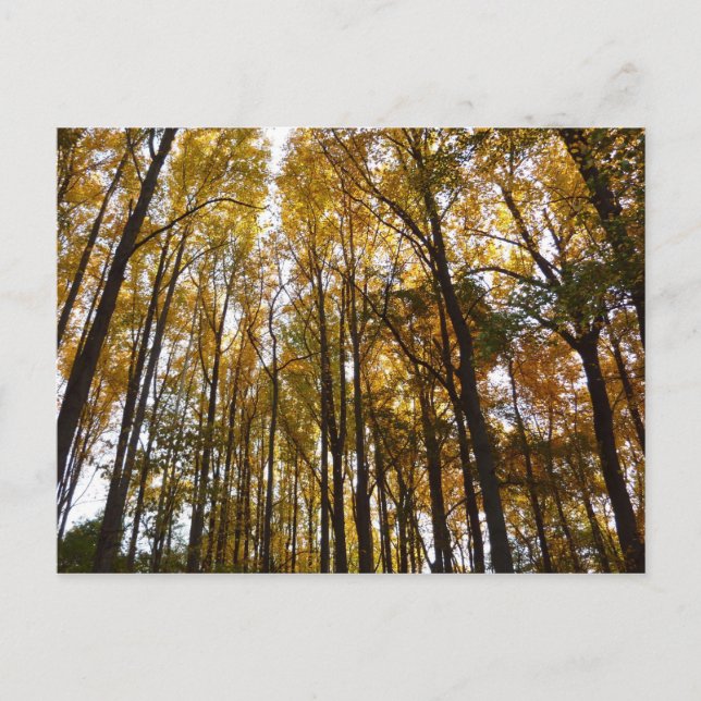 Höst löv i morgon Maryland Natature Vykort (Framsida)