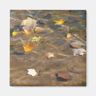 Höst löv i naturfotografi av Pond Vatten Magnet