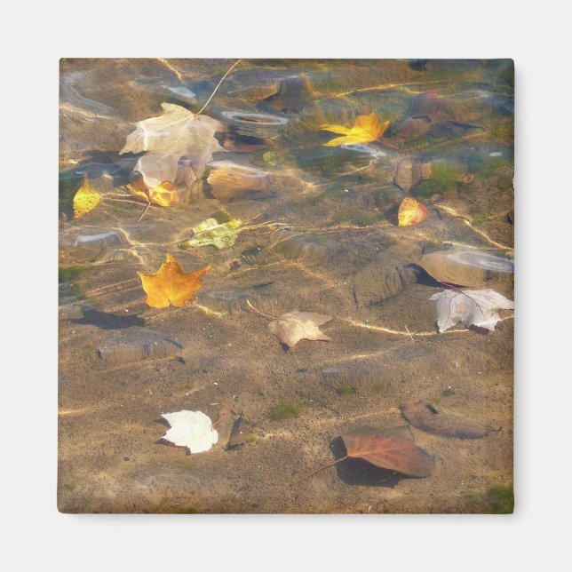 Höst löv i naturfotografi av Pond Vatten Magnet (Framsidan)