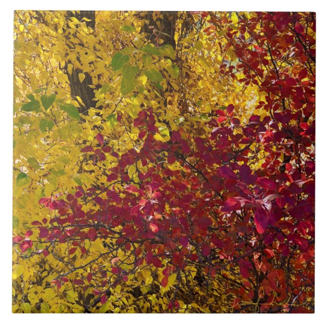 Höst löv i Oregons utlopp Kakelplatta (Framsidan)