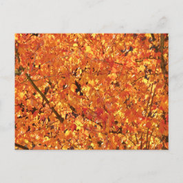 Höst löv på Träd - fotografi. Vykort