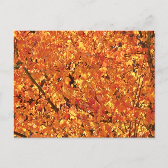 Höst löv på Träd - fotografi. Vykort (Framsida)