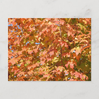 Höst löv på Träd Vykort