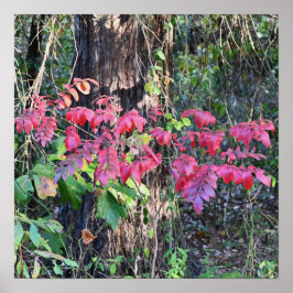 Höst löv Photo Poster