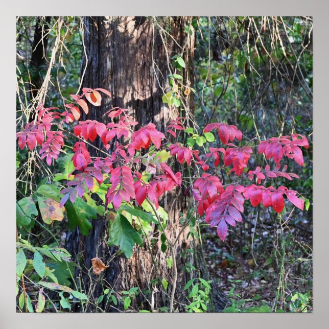 Höst löv Photo Poster (Framsidan)