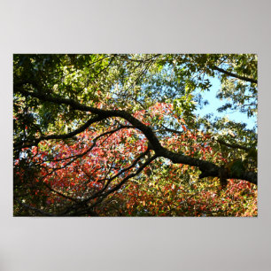 Höst löv Photo Poster
