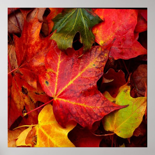 HÖST LÖV POSTER (Framsidan)
