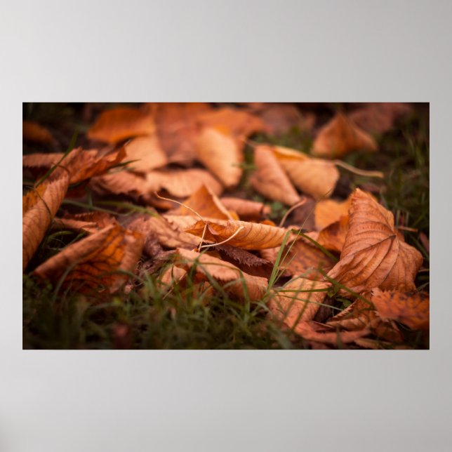 Höst löv poster (Framsidan)