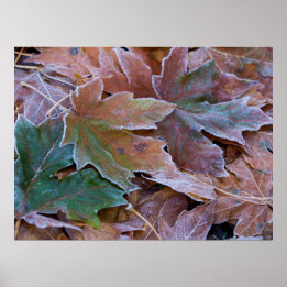 Höst löv Poster Pappert (projektionsyta)