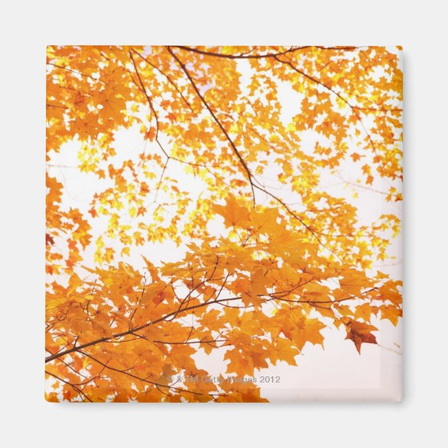 Höst löv reflektion magnet (Framsidan)