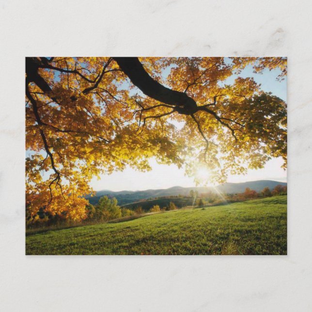 höst löv vykort (Framsida)