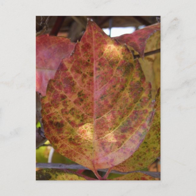 Höst löv vykort (Framsida)