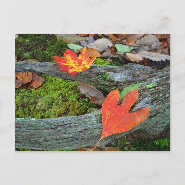 Höst löv vykort (Framsida)