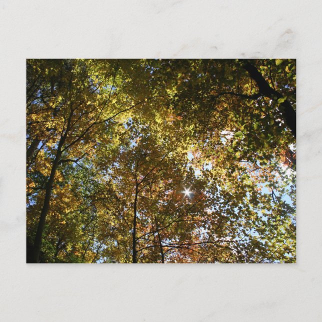 Höst löv vykort (Framsida)