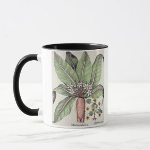 Höst Mandrake, från "Hortusen Eystettensis" by Mugg