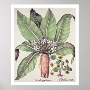 Höst Mandrake, från "Hortusen Eystettensis" by Poster