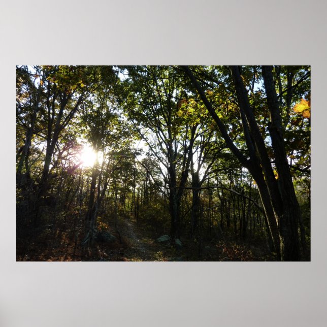 Höst Morgon i Shenandoah National Park Poster (Framsidan)