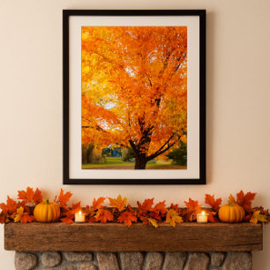Höst Silver Maple Träd Foto Tryck Poster