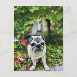 Höst Söt Pug Vykort