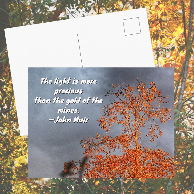 Höst Träd Gyllene Ljus John Muir Natur Citat Vykort (Skapare uppladdad)
