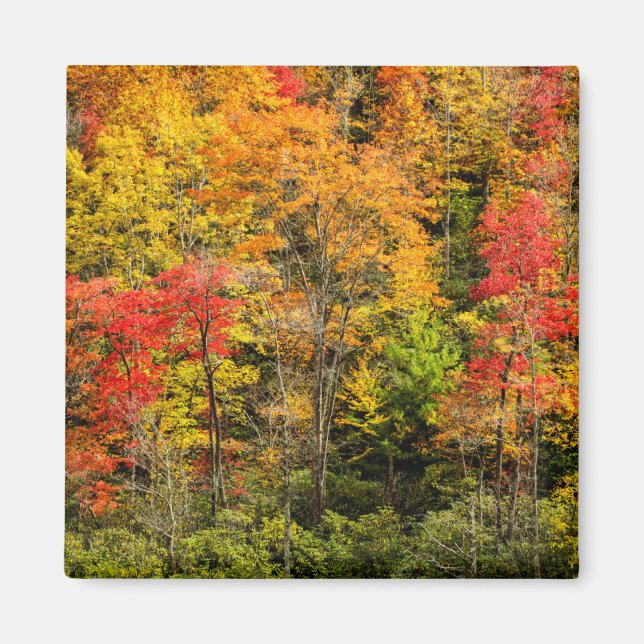 Höst vid Sims Pond North Carolina, Blue Ridge Magnet (Framsidan)