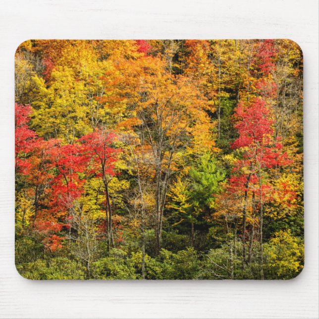 Höst vid Sims Pond North Carolina, Blue Ridge Musmatta (Framsidan)