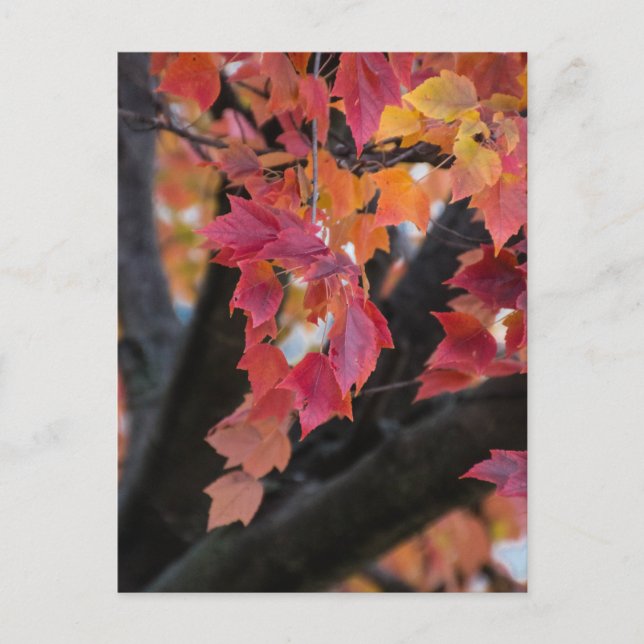 Höst Vykort (Framsida)