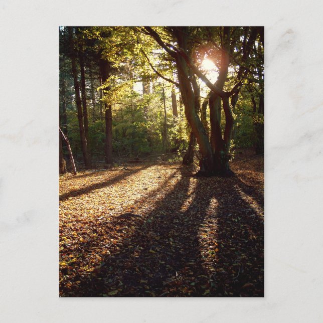 Höst | vykort (Framsida)