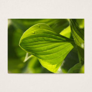 Hosta 1 visitkort