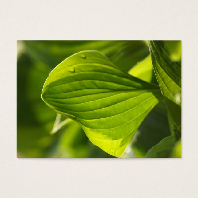 Hosta 1 visitkort (Framsidan)