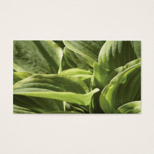 Hosta 2 visitkort
