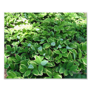 Hosta Bed Fototryck