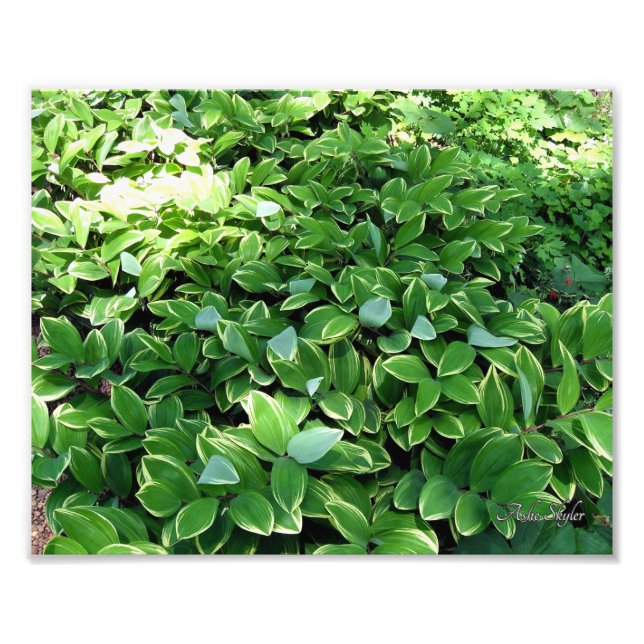Hosta Bed Fototryck (Framsidan)