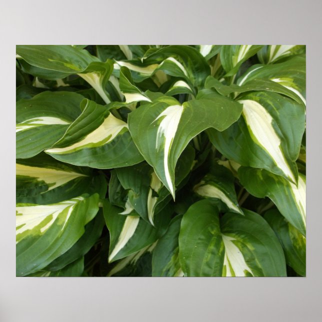Hosta blad poster (Framsidan)