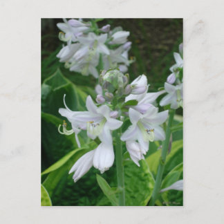 Hosta Blooms Vykort