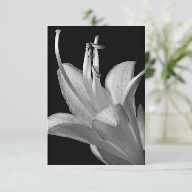 Hosta Flower Black, Makrofoto för vit Elegant (Stående Fram)