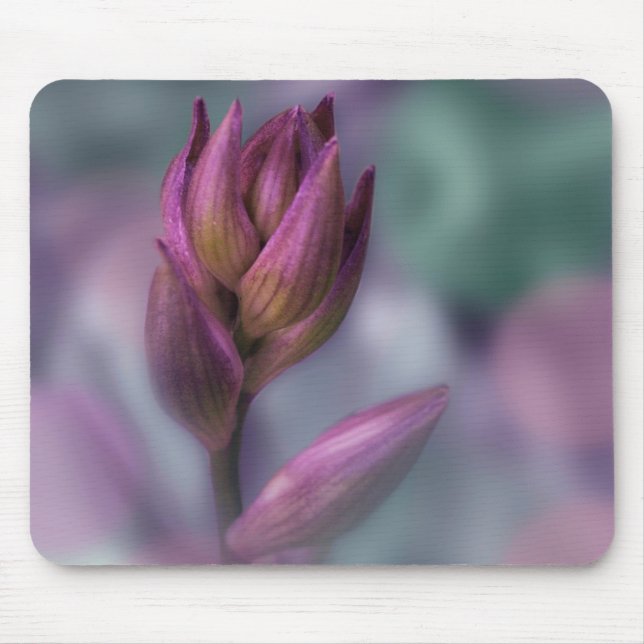 Hosta Flower Bud Lila and Grönt Musmatta (Framsidan)
