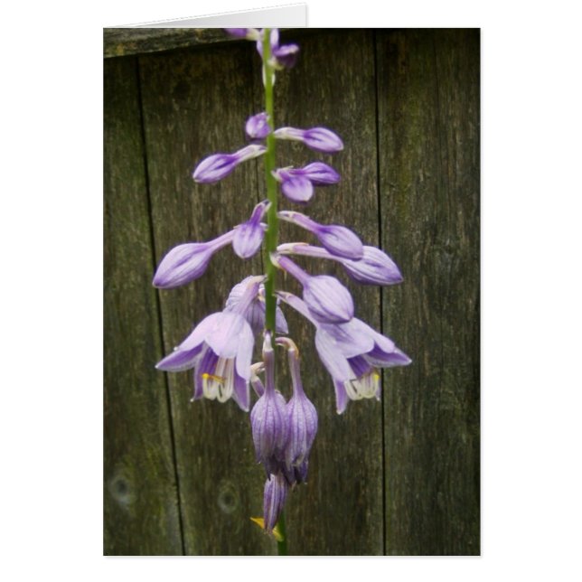 Hosta Flower Hälsningskort (Framsidan)