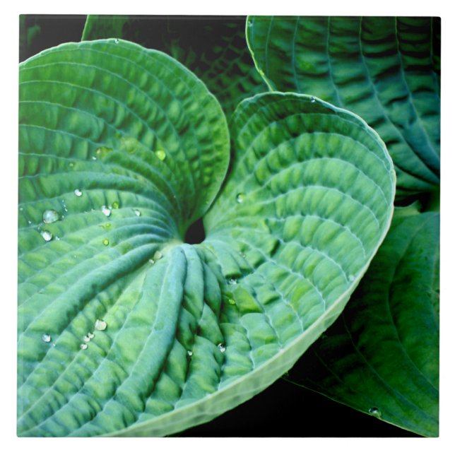 Hosta Heart Kakelplatta (Framsidan)
