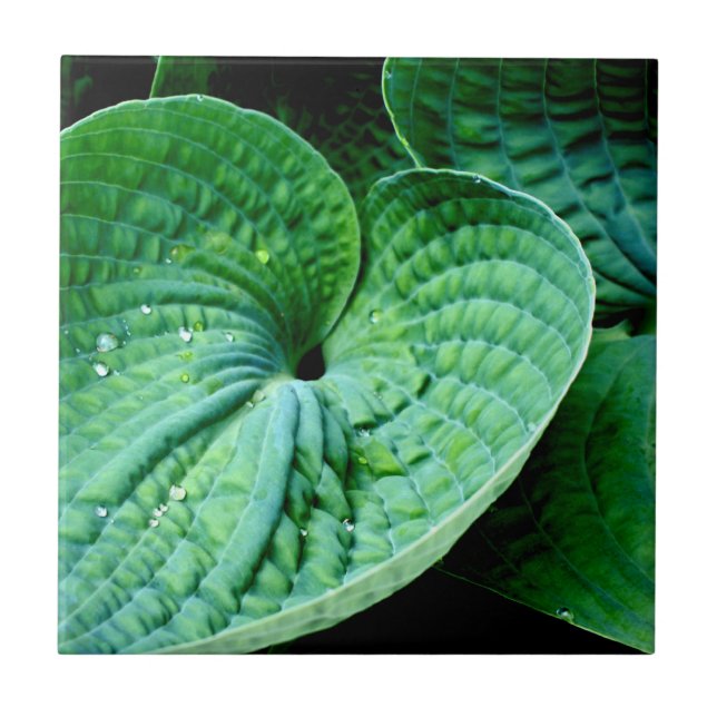 Hosta Heart Kakelplatta (Framsidan)
