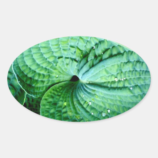 Hosta Heart Ovalt Klistermärke (Framsida)