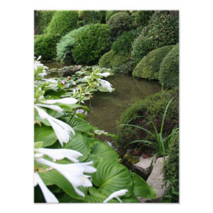 Hosta i en Zen Garden Photo Print Fototryck