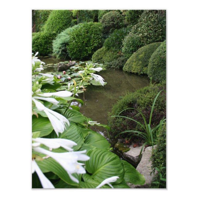 Hosta i en Zen Garden Photo Print Fototryck (Framsidan)