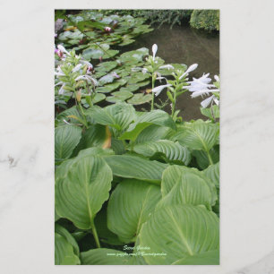 Hosta i en Zenträdgård 2 Brevpapper