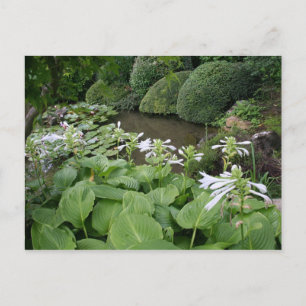 Hosta i ett Zen Garden 2-vykort Vykort