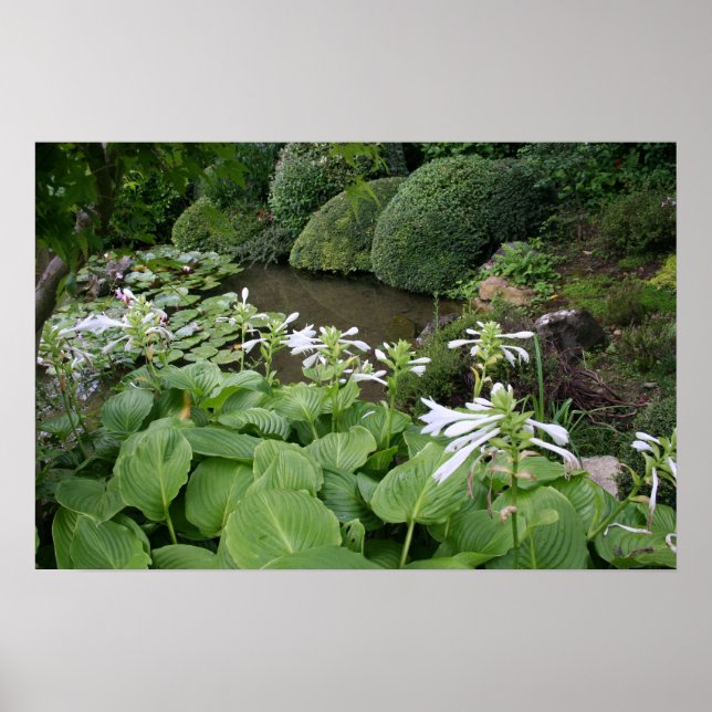 Hosta i Zen Garden 2 Poster (Framsidan)
