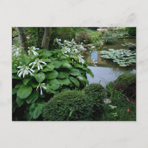 Hosta i Zen Garden 3-vykort Vykort