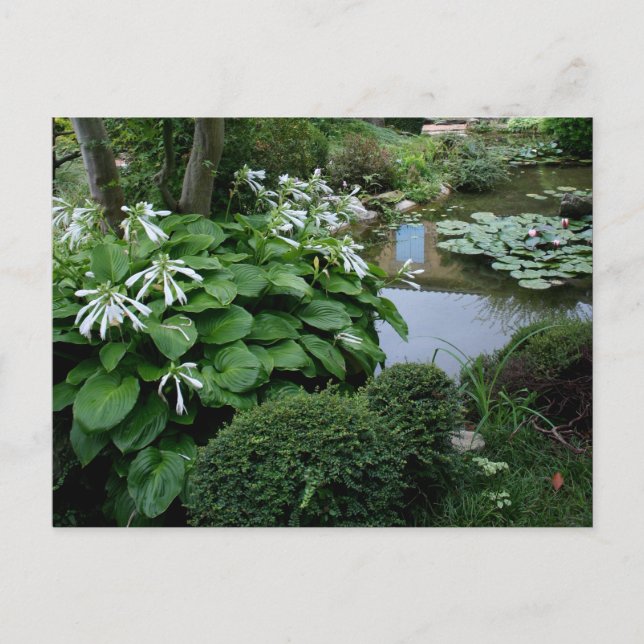 Hosta i Zen Garden 3-vykort Vykort (Framsida)