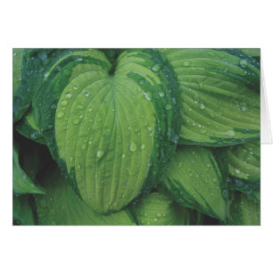 Hosta 'June Hälsningskort