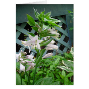 Hosta klockor OBS kort